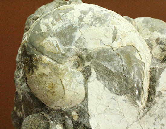 二本木コレクション、ダメシテス(Damesites)を始め、北海道を代表する古代生物が多数散見されます。クリーニングの楽しみあり!(その2)