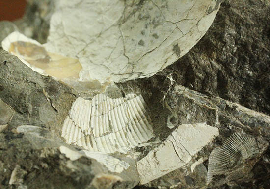 二本木コレクション、ダメシテス(Damesites)を始め、北海道を代表する古代生物が多数散見されます。クリーニングの楽しみあり!(その4)