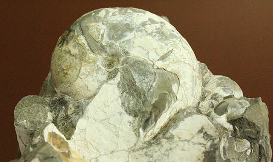 二本木コレクション、ダメシテス(Damesites)を始め、北海道を代表する古代生物が多数散見されます。クリーニングの楽しみあり!(その5)