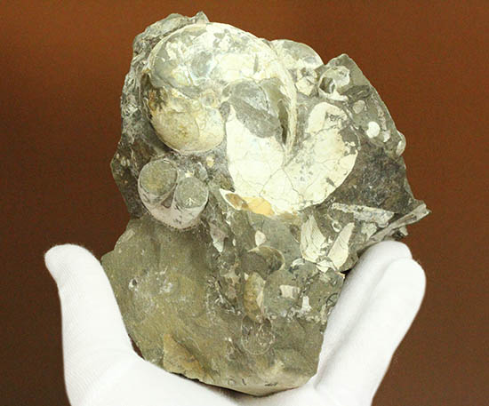 二本木コレクション、ダメシテス(Damesites)を始め、北海道を代表する古代生物が多数散見されます。クリーニングの楽しみあり!(その6)