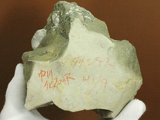 二本木コレクション、ダメシテス(Damesites)を始め、北海道を代表する古代生物が多数散見されます。クリーニングの楽しみあり!(その7)
