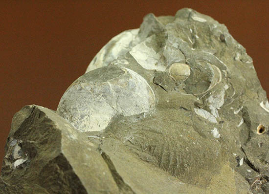 二本木コレクション、ダメシテス(Damesites)を始め、北海道を代表する古代生物が多数散見されます。クリーニングの楽しみあり!(その8)