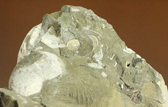 二本木コレクション、ダメシテス(Damesites)を始め、北海道を代表する古代生物が多数散見されます。クリーニングの楽しみあり!(その9)