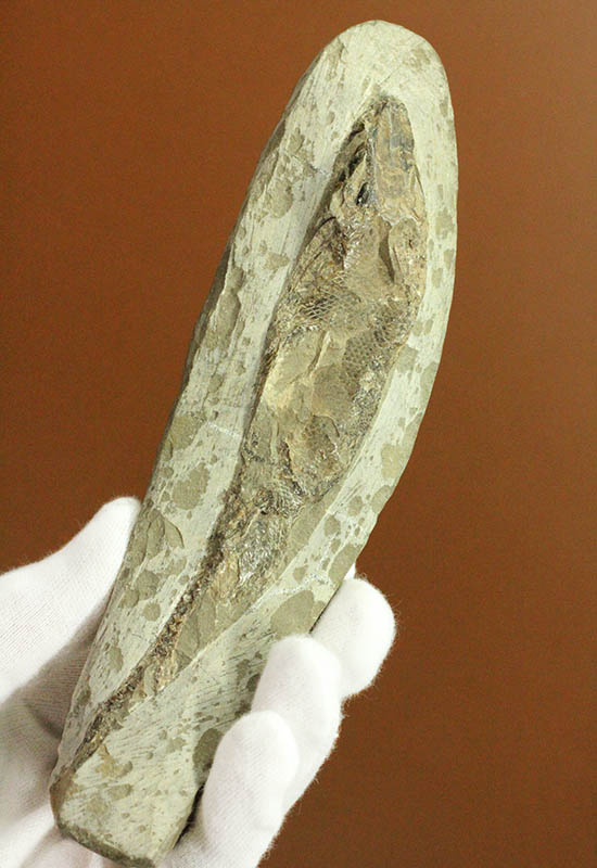 希少なブラジル・セアラ州産の古代魚の化石、ラコレピス（その1）