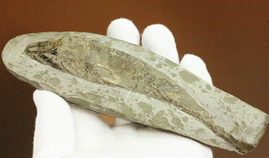 希少なブラジル・セアラ州産の古代魚の化石、ラコレピス（その10）