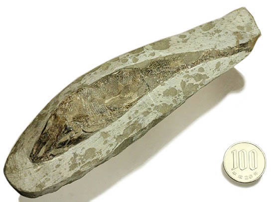 希少なブラジル・セアラ州産の古代魚の化石、ラコレピス（その11）