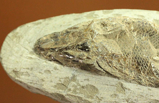 希少なブラジル・セアラ州産の古代魚の化石、ラコレピス（その2）