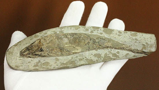 希少なブラジル・セアラ州産の古代魚の化石、ラコレピス（その6）