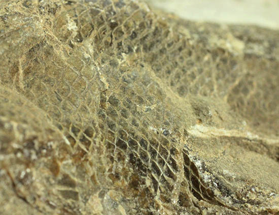 希少なブラジル・セアラ州産の古代魚の化石、ラコレピス 化石 販売