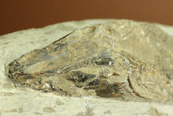 希少なブラジル・セアラ州産の古代魚の化石、ラコレピス（その9）