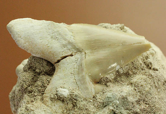 ザメはなぜ歯化石ばかりが残るのか？珍しい母岩付き、オトダス歯化石（その3）