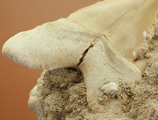 ザメはなぜ歯化石ばかりが残るのか?珍しい母岩付き、オトダス歯化石(その4)