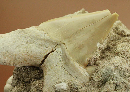 ザメはなぜ歯化石ばかりが残るのか？珍しい母岩付き、オトダス歯化石（その5）