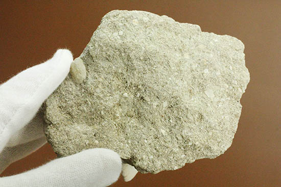 ザメはなぜ歯化石ばかりが残るのか？珍しい母岩付き、オトダス歯化石（その6）
