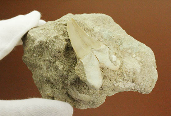 ザメはなぜ歯化石ばかりが残るのか？珍しい母岩付き、オトダス歯化石（その7）