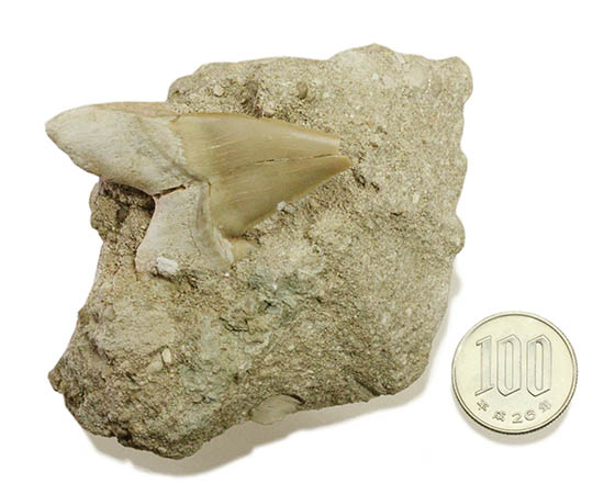 オレオドン上歯 化石