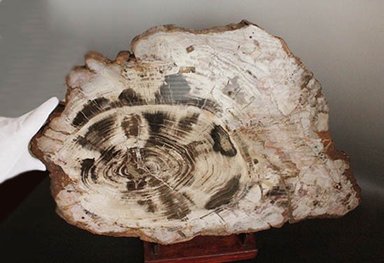 悠久の時を経て、芸術品として現代に蘇った！60センチを超える巨木の美麗珪化木（その1）