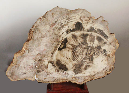 悠久の時を経て、芸術品として現代に蘇った！60センチを超える巨木の美麗珪化木（その10）