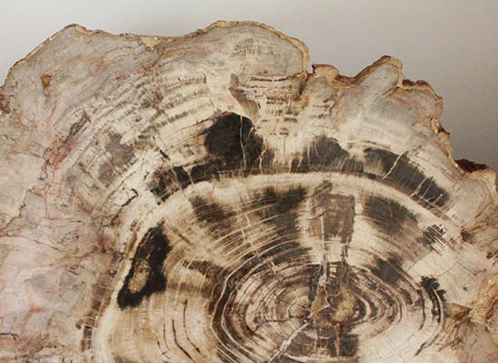 悠久の時を経て、芸術品として現代に蘇った！60センチを超える巨木の美麗珪化木（その12）