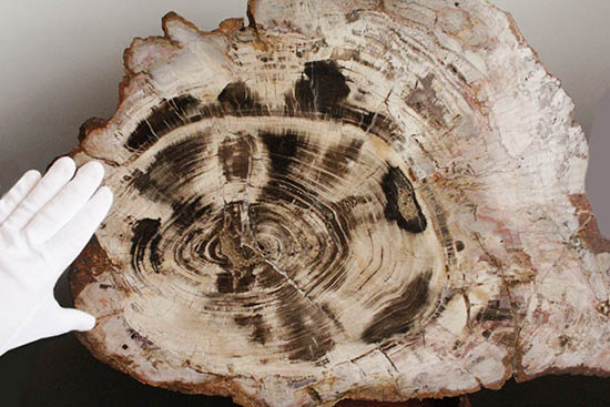 悠久の時を経て、芸術品として現代に蘇った！60センチを超える巨木の美麗珪化木（その13）