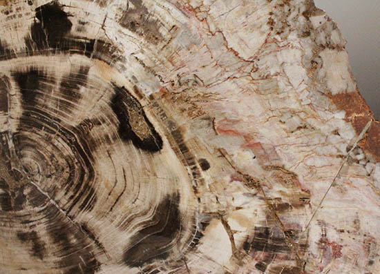悠久の時を経て、芸術品として現代に蘇った！60センチを超える巨木の美麗珪化木（その14）