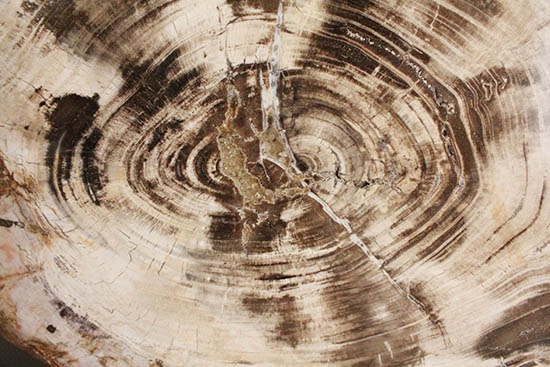 悠久の時を経て、芸術品として現代に蘇った！60センチを超える巨木の美麗珪化木（その15）