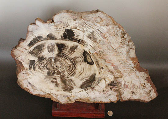悠久の時を経て、芸術品として現代に蘇った！60センチを超える巨木の美麗珪化木（その18）