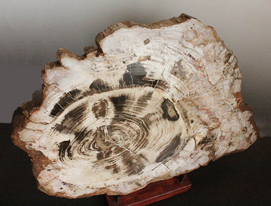 悠久の時を経て、芸術品として現代に蘇った！60センチを超える巨木の美麗珪化木（その2）