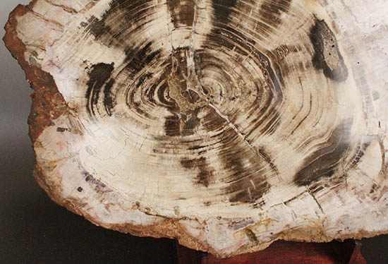 悠久の時を経て、芸術品として現代に蘇った！60センチを超える巨木の美麗珪化木（その8）