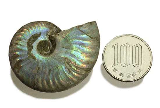 ザ・レインボー!青を中心に七色に輝く、白亜紀の光るアンモナイト(Ammonite)(その10)