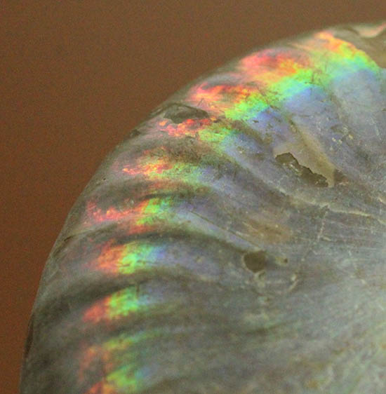 ザ・レインボー！青を中心に七色に輝く、白亜紀の光るアンモナイト(Ammonite)（その2）