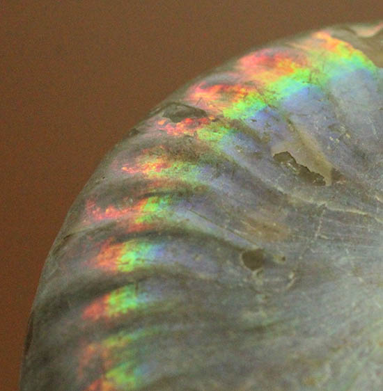 ザ・レインボー!青を中心に七色に輝く、白亜紀の光るアンモナイト(Ammonite)(その2)