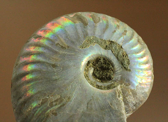 ザ・レインボー！青を中心に七色に輝く、白亜紀の光るアンモナイト(Ammonite)（その3）