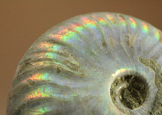 ザ・レインボー!青を中心に七色に輝く、白亜紀の光るアンモナイト(Ammonite)(その4)