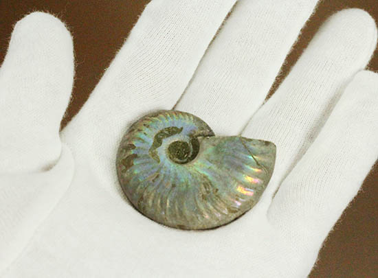 ザ・レインボー!青を中心に七色に輝く、白亜紀の光るアンモナイト(Ammonite)(その5)