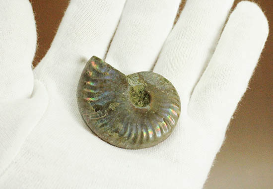 ザ・レインボー！青を中心に七色に輝く、白亜紀の光るアンモナイト(Ammonite)（その6）