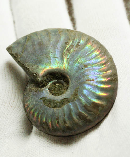 ザ・レインボー！青を中心に七色に輝く、白亜紀の光るアンモナイト(Ammonite)（その7）