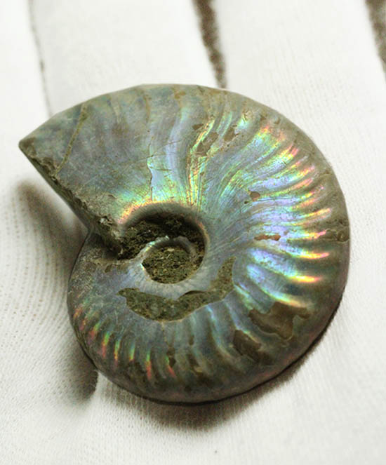 ザ・レインボー!青を中心に七色に輝く、白亜紀の光るアンモナイト(Ammonite)(その7)