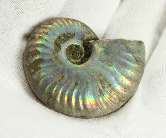 ザ・レインボー！青を中心に七色に輝く、白亜紀の光るアンモナイト(Ammonite)（その8）