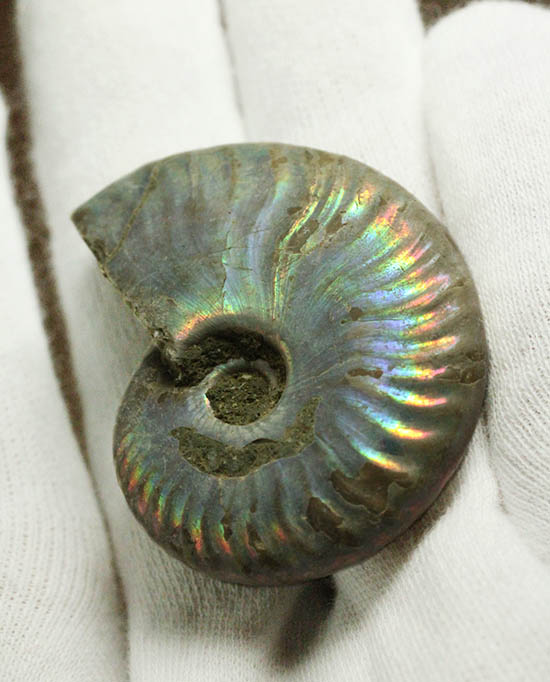 ザ・レインボー！青を中心に七色に輝く、白亜紀の光るアンモナイト(Ammonite)（その9）