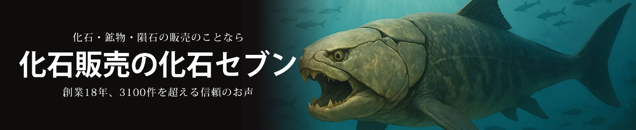 化石販売の化石セブン