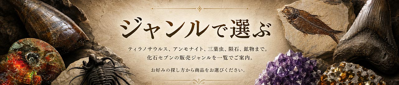 化石販売の化石セブン