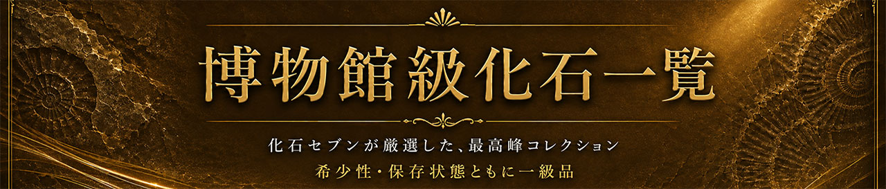化石販売の化石セブン