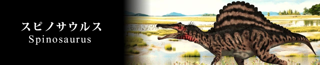 美形！史上最大級の恐竜の一つ、スピノサウルス（Spinosaurus）のフットクロウ（足の爪）の化石 恐竜 販売