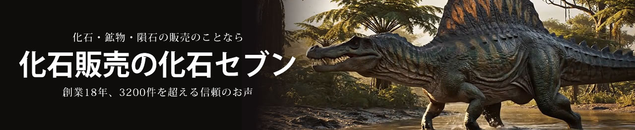 化石販売の化石セブン