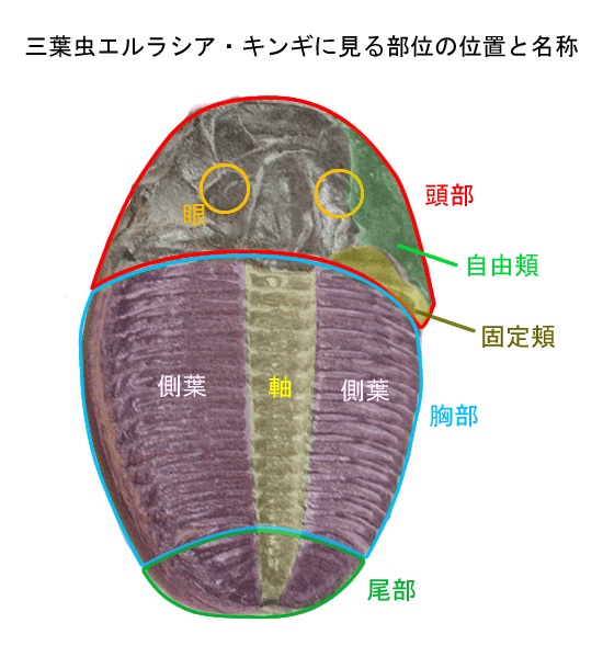 三葉虫の大疑問 質問 恐竜化石に関するコラム 三葉虫 アンモナイト サメの歯