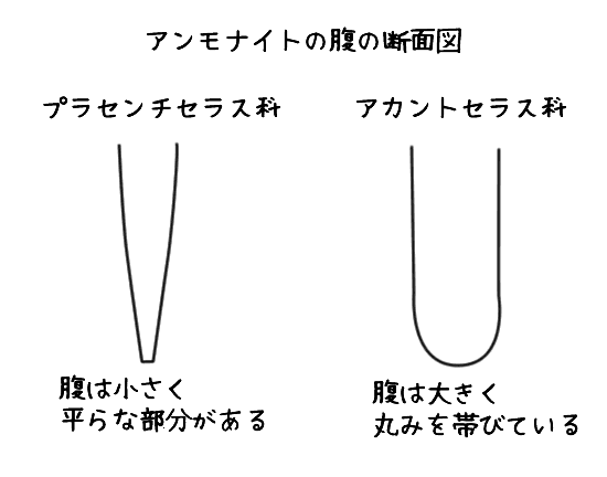 アンモナイトの腹の断面図