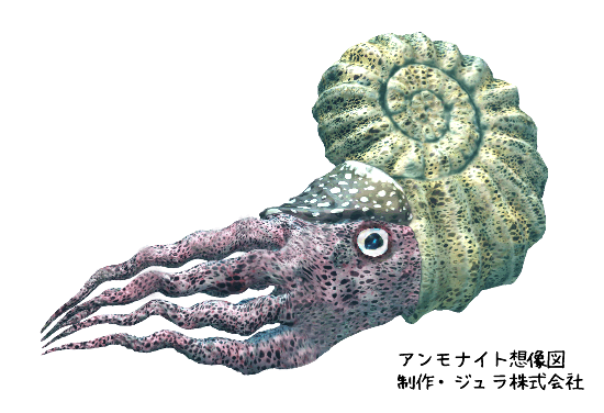 生きた化石　オウムガイ　アンモナイトの仲間 楽天市場】オウムガイ 化石 オウムガイ オウム貝 アンモナイト