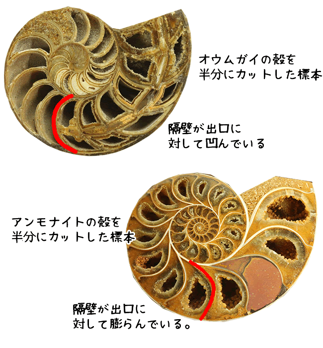 アンモナイトとオウムガイの隔壁の方向の違い