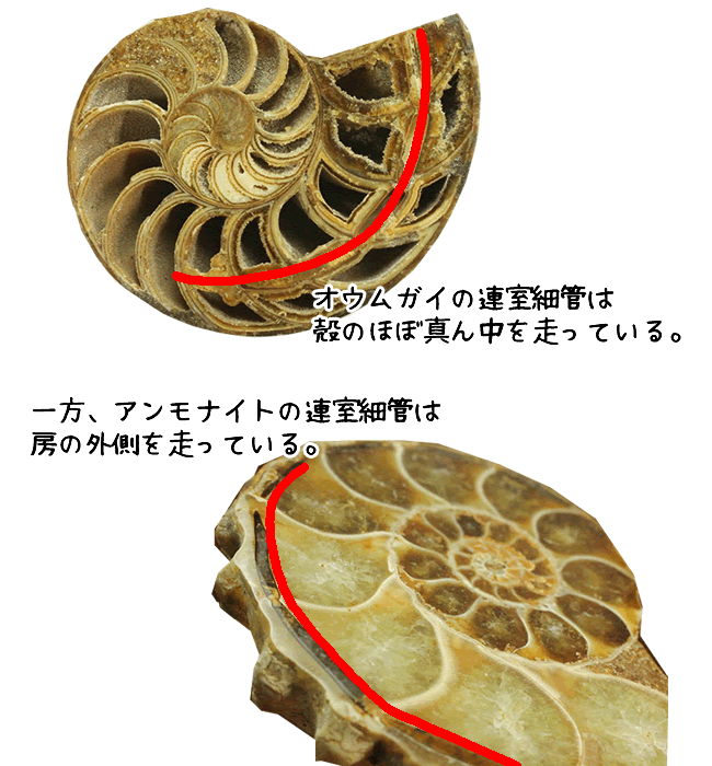 連室細管の位置